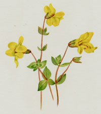 Alpine Monkeyflower