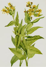 Arrowleaf Groundsel