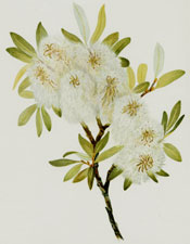 Drummond Willow