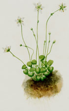 Fringed Parnassia