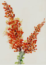 Ocotillo