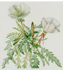 White Dawnrose
