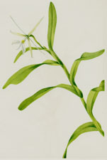 White Epidendrum