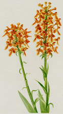 Yellow Fringeorchid
