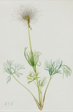 Plate 96 fruit of American Pasqueflower