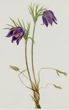 Plate 95 American Pasqueflower
