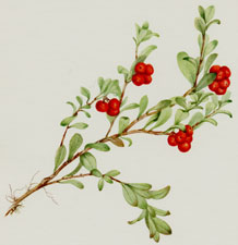 plate 112 bearberries