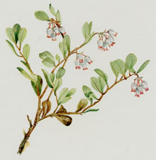 Plate 111 Bearberry