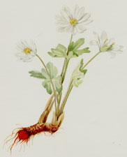 Plate 123 Bloodroot