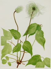 Plate 99 Columbia Clematis