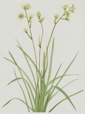 Plate 116 Deathcamas