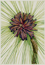 Plate 139 Longleaf Pine