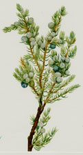 Plate 86 Mountain Juniper