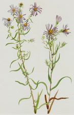 Plate 118 Prairie Aster