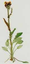 Plate 93 Rayless Groundsel