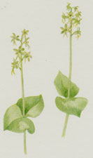 Plate 109 Rocky Mountain Twayblade