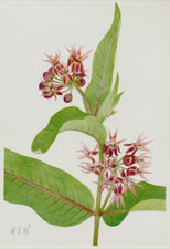 Plate 90 Showy Milkweed