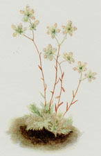 Plate 110 Spotted Saxifrage