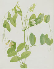 Plate 85 White Pea