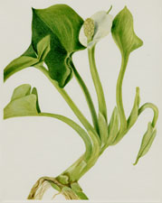 Plate 129 Wild Calla