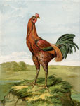 Birmingham Prize Malay Cock