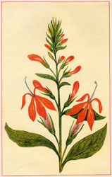 LOBELIA CARDINALIS