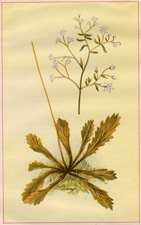 MICHAUX'S SAXIFRAGE