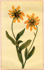 RUDBECKIE HIRTA