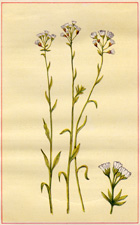 SMALL BEDSTRAW