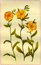 CANADA ROCK ROSE