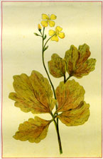 CHELIDONIUM MAJUS CELANDINE