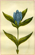 CLOSED GENTIAN