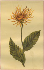 ELECAMPINE INULA HELENIUM