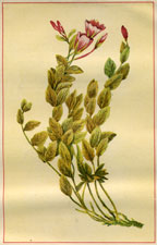 EPILOBIUM OBCORDATUM