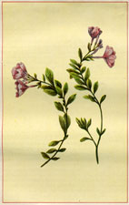 EPILOBIUM RIGIDUM