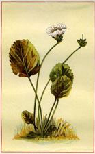 GALAX-LEAVED SHORTIA