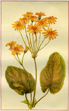 GOLDEN RAGWORT