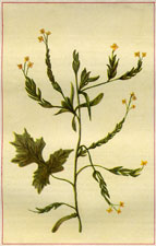 HEDGE MUSTARD