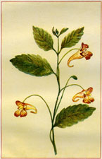 IMPATIENS BIFLORA