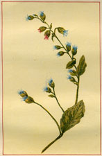 LOBELIA INFLATA INDIAN TOBACCO