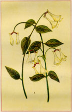 LONICERA CILIATA