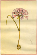 NEVADA WILD ONION