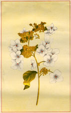 OAK-LEAVED HYDRANGEA