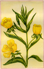 OENOTHERA BIENNIS PRIMROSE