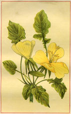 OENOTHERA XYLOCARPA