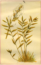 OXYTROPIS LAMBERTI (PEA FAMILY)