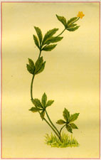 POTENTILLA CANADENSIS