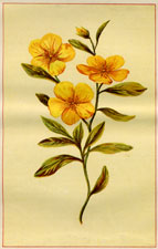 ROCK-ROSE