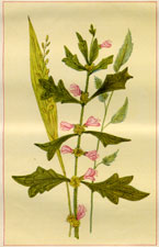 ROUGH HEDGE-NETTLE