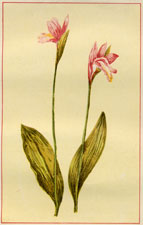 SNAKE-MOUTH POGONIA